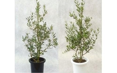 プロが選ぶ観葉植物〜平和のシンボル オリーブ〜 8号鉢 [11246-0029]