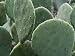 5 Lbs. Tortoise,Turtle, Iguana, Reptile FOOD Spineless Opuntia Prickly Pear Cactus Pads
