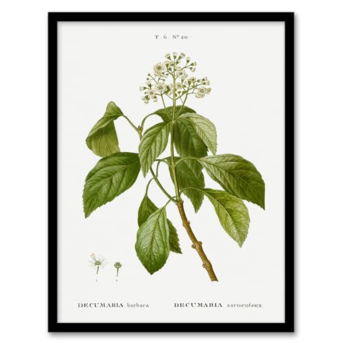 Artery8 Climbing Hydrangea Flowers Wall Art Print Framed Poster 12x16 inch Artwork By Redoute : Climbing Bloom Motif Adding Vertical Elegance To Tranquil Living Room Decor