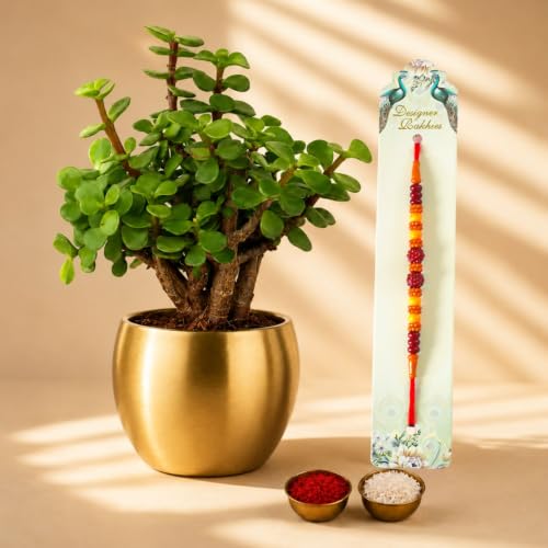 Image of Half Engineer Jade Plant In Gold Tone Metal Pot 3 X 3 Inch Pot Included with Rakhi |Rakshabandhan Gift For Brother Bro Bhai (Rakhi Gift Set 4)