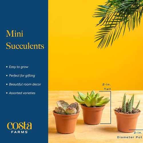 Costa-Farms-Succulents-6-Pack-Live-Mini-Succulent-Plants-Growers-Choice-Live-Houseplants-Potted-in-Nursery-Plant-Pots-Potting-Soil-Gift-for-Bulk-Baby-Shower-Bridal-Shower-DIY-Room-Decor 417n7rYWqjL