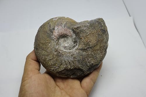 Image of Ammonite Fossil Cretaceous Fossils Fossils from Morocco Fossil Rock Ammonites Fossil A302