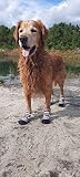All Weather Neoprene Paw Protector Dog Boots with Reflective Straps in 5 Sizes! (Multicolor Large)