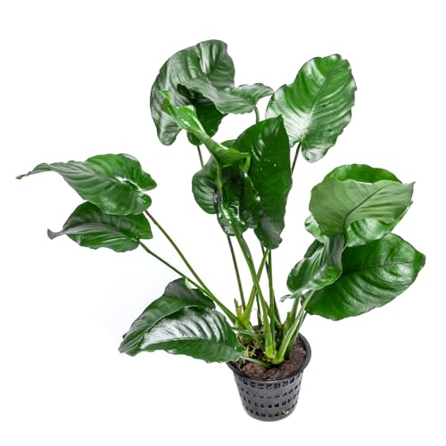 SubstrateSource Anubias Live Aquarium Plants - Potted Freshwater Plant for Fish Tanks, Terrariums - Beginner Friendly Low Light (Barteri Broad Leaf, Mother Plant)