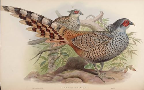 Impresiones lienzo Catreus Wallichi de John Gould acabado premium
