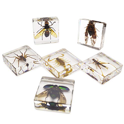 ELifeBox 6 PCS Insect Specimen Set,Cicada,Wasp,Spider,Scorpion,Locust,Chafer Resin Collection Science Toys