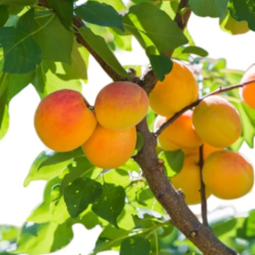 Moorpark Apricot Tree, Live Fruit Tree Plant (3 Gallon/Potted/Single Plant)