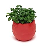 Photo Gallery xuejuanshop vasi da fiori piccolo variopinto rotondo plastica pianta pianta flower pot giardino d office decor flower desktop flower pots vaso piante interni (color : red) Photo Gallery xuejuanshop vasi da fiori piccolo variopinto rotondo plastica pianta pianta flower pot giardino d office decor flower desktop flower pots vaso piante interni (color : red)