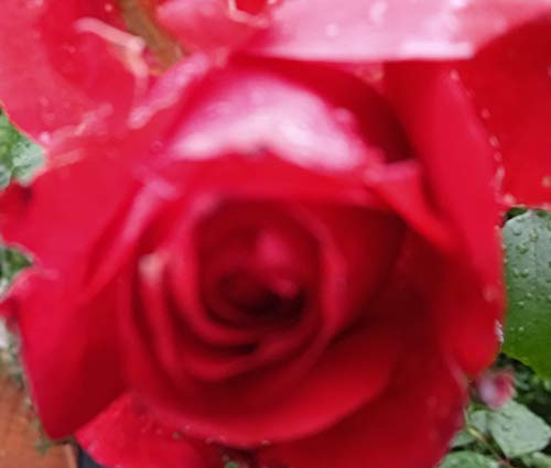 Sala psiquiátrica. Incautación de bienes: Él no mató al AMOR. Cuando nace, nunca muere. El mal y el