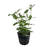 おもてなしキキョウ(桔梗）：一重系あずき3号ポット（高性） 2株セット[盛夏に咲く花壇の花]