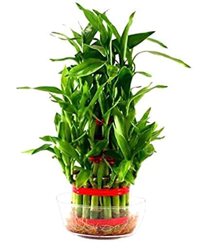 2 Layer Bamboo Plant with Pot (3 layer) (B0C5VZZNZD) Amazon Price History, Amazon Price Tracker