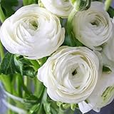 10pcs White Ranunculus Bulbs Fall Planting for Spring Blooms Easily Grown Flower Bulbs