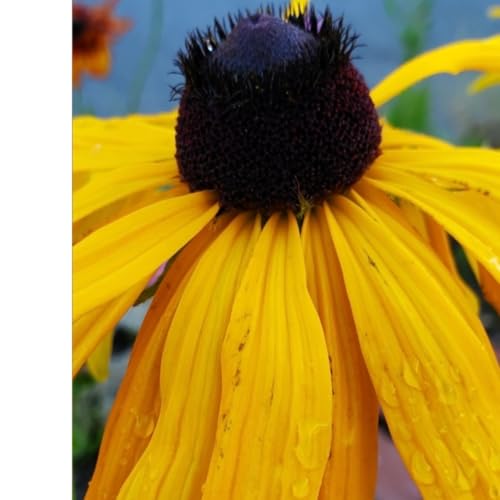 Prayer Practice Trust cover art