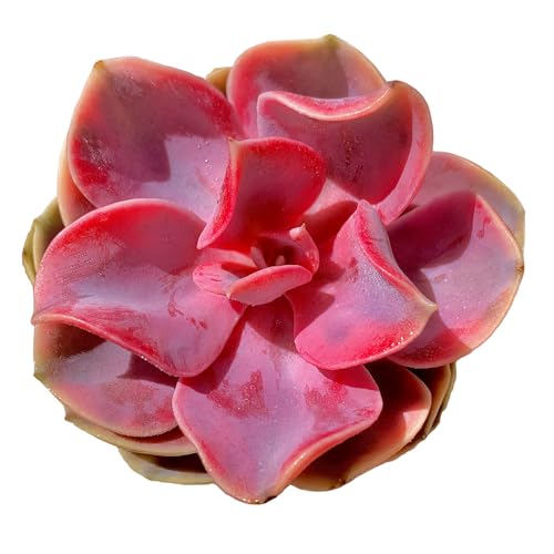 Echeveria Rainbow Variegated Rare Live Succulent Plants, Pink 1 Head