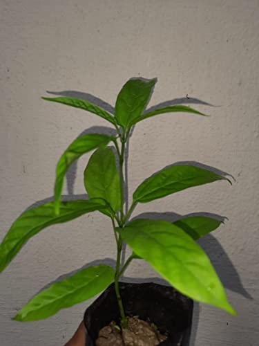 clerodendrum wallichii live health plant from greEen earth