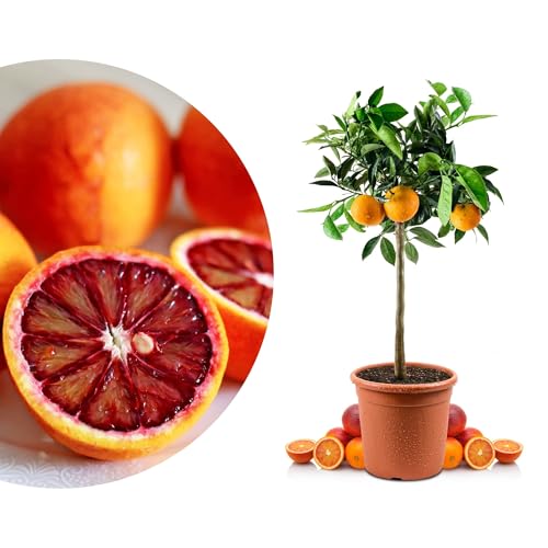 Blutorangenbaum Tarocco Mezzo - echte Blutorange - Zitruspflanze - Blood Orange - veredelter Apfelsinenbaum in Gärtner-Qualität (Tarocco, Mezzo)