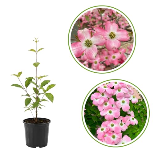 Pink Dogwood Tree Live Plant, Flowering Dogwood Plant in 2.5''