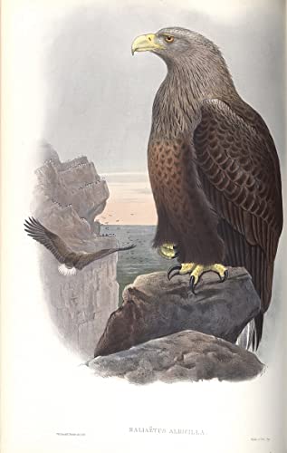Peinture pour décoration salon haut de gamme affiche oiseau John Gould sur toile 60x90