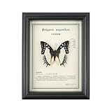 Décoration éducative : ce cadre spécimen sert non seulement de décoration, mais permet également d'observer le papillon en toute sécurité sous tous les angles.