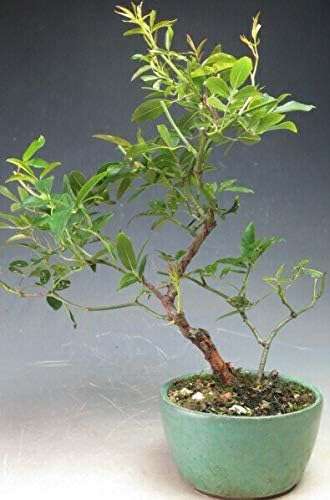 Amazon Co Jp 黄花モッコウバラの鉢植え盆栽 現品 ホーム キッチン