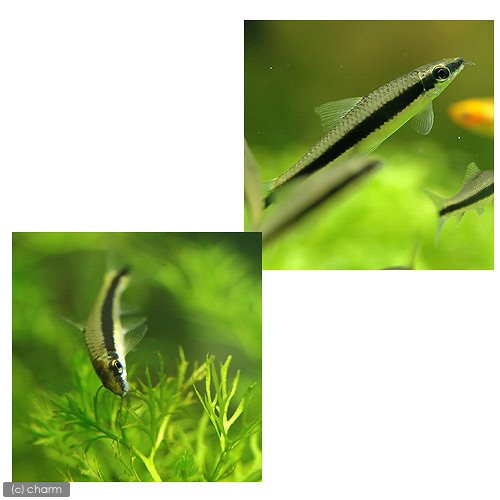 サイアミーズフライングフォックスの飼育方法 黒髭苔を食べない アクアリウム北海道