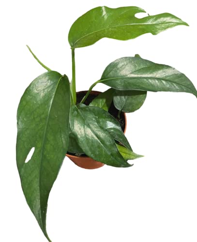 Waterbourn Plant Rooted Baltic Blue Pothos Epipremnum Pinnatum Baltic Blue Indoor Outdoor Houseplant 4In Plastic Pot #TOP2