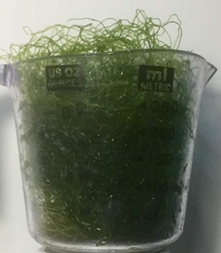 Aquarium Plants Galore 1 Cup Chaeto (Chaetomorpha) Macro Algae