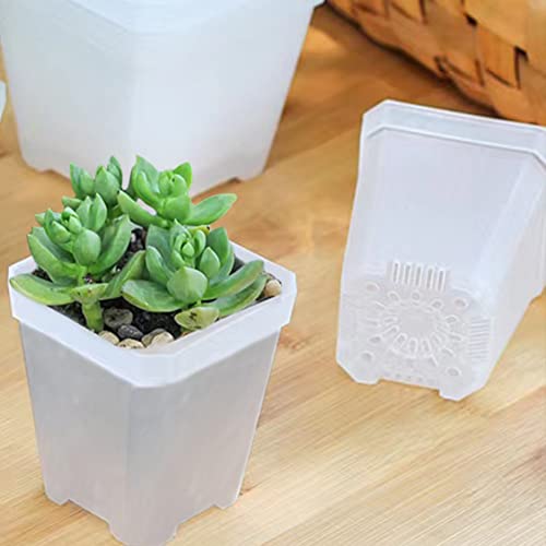 Maceta transparente para semillas que evita que tus plantas se sequen 3