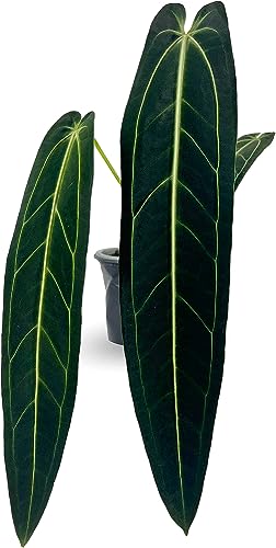 LEAL PLANTS ECUADOR Anthurium Warocqueanum | Green Live Plant for Indoors | Rare and Exotic Indoor Plants for Living Room | Queen Anthuriums House Plants | Warocqueanum Heart Plant