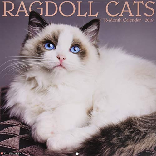 Ragdoll Cats 2019 Wall Calendar