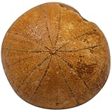 WRITWAA Kreatives Seeigel Versteinerungsmodell aus Sicherem Material Schreibtischdekoration und Lernmittel für Schüler Im Naturwissenschaftlichen Unterricht