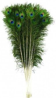 Peacock Feather (12 x 18 inch, Multicolour)