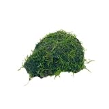 Java Moss Freshwater Live Aquarium Plants on...