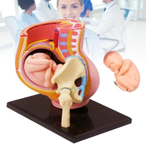 Modèle de torse de grossesse 4D AMITD fœtus 9 mois éducation - 5
