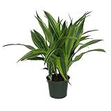 American Plant Exchange Striped Dracaena Lemon Lime Indoor/Outdoor Air Purifier Live Plant, 6