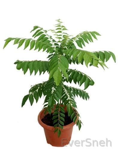 EverSneh Real Live Curry Leaf Tree Plant Kadi Patta Sweet Meetha Neem Live Plant with pot 4 Inches Pot (B0BBCKD6SW) Amazon Price History, Amazon Price Tracker