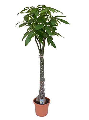 Pachira Aquatica 130-160 cm – Große Glückskastanie Zimmerpflanze, pflegeleicht, luftreinigend, ideales Dekoelement für Wohn- und Büroräume
