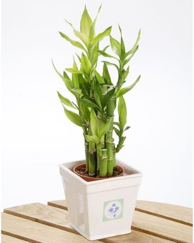 Amazon Co Jp 送料無料 お中元 サマーギフト ミニ観葉植物 ミリオンバンブー 万年竹 ハイドロカルチャー陶器鉢付き Diy 工具 ガーデン