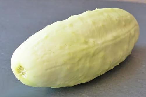 2026 EarlyBird-Heirloom Cucumber Seeds for Planting Vegetables and Fruits-Non GMO Garden Seed for Home Vegetable Garden.Veggie Seed White Cucumber Plant Seeds-White Wonder:1g(30ct)