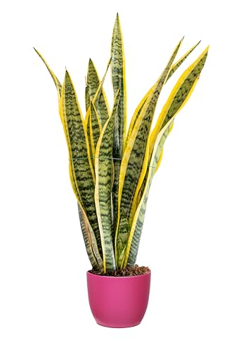 Bonplants Sansevieria Laurentii, Pianta Lingua di Suocera, Vaso 17 cm,