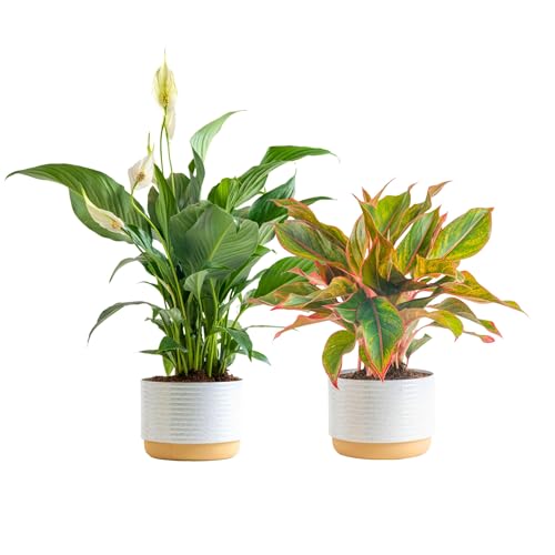 Costa Farms Live Indoor Houseplants (2 Pack) Peace Lily, Chinese Evergreen in Decor Planter Pot, Potting Soil Mix, Birthday, 