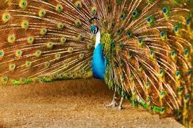 Nature Laptop Design-149 Nature Laptop Design-149