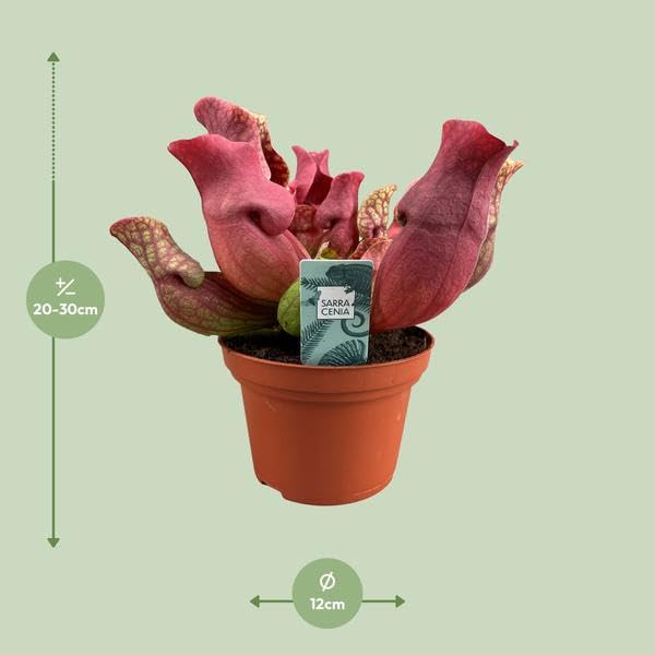 Fleischfressende Pflanze Sarracenia Maroon Schlauchpflanze 12cm 23cm