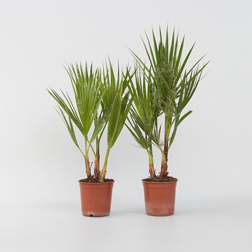 Plant in a Box - Washingtonia Robusta - 2er Set - Mexikanische Fächerpalme - Palmen Winterhart draußen - Topf 15cm - Höhe 50-60cm