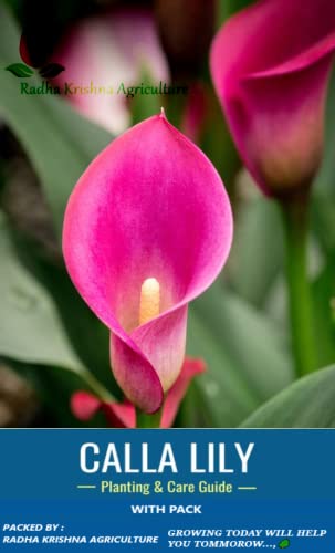 RADHA KRISHNA AGRICULTURE® Calla Lily | Zantedeschia Excellent Quality Flower Bulbs For Outdoor/indoor Gardening (Set Of 1 Large Pink Colour Flower Bulbs) (B09PNJR9NS) Amazon Price History, Amazon Price Tracker