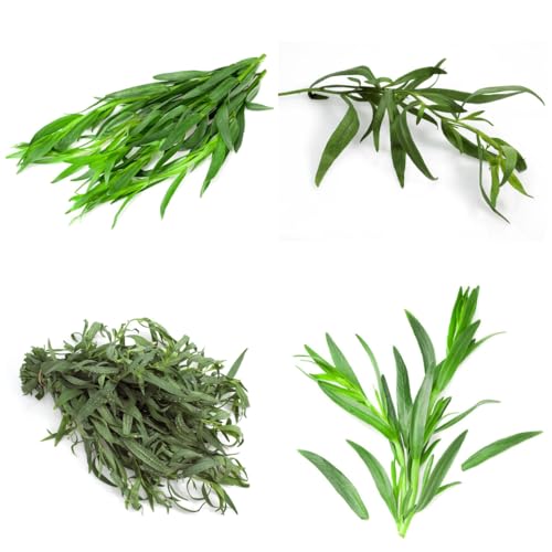 semillas de estragón perennes resistentes semillas, interior estragón, tradicionales raras, orgánicas, para camas 300pcs