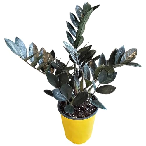 Live Raven ZZ Plant – Black Zamioculcas Zamiifolia, 6" Nursery