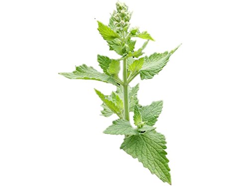 Herb Seeds Complete Selection of Assorted Varieties Sale Collection Zellajake (Catnip - 350 Seeds)