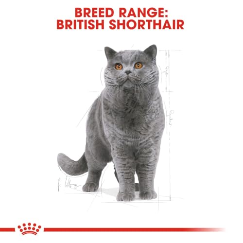 Royal Canin Feline British Shorthair, 1er Pack (1 x 10 kg Beutel) - Katzenfutter