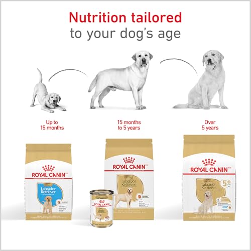 ROYAL CANIN Breed Health Nutrition Labrador Retriever Puppy Dry Dog Food, 30-Pound by Royal Canin